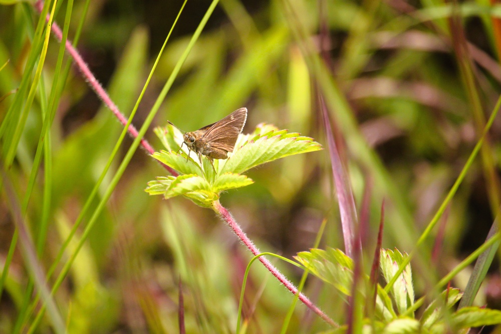 2025 butterfly field day held at Fort McCoy for group dedicated to natural resources management, care