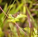 2025 butterfly field day held at Fort McCoy for group dedicated to natural resources management, care