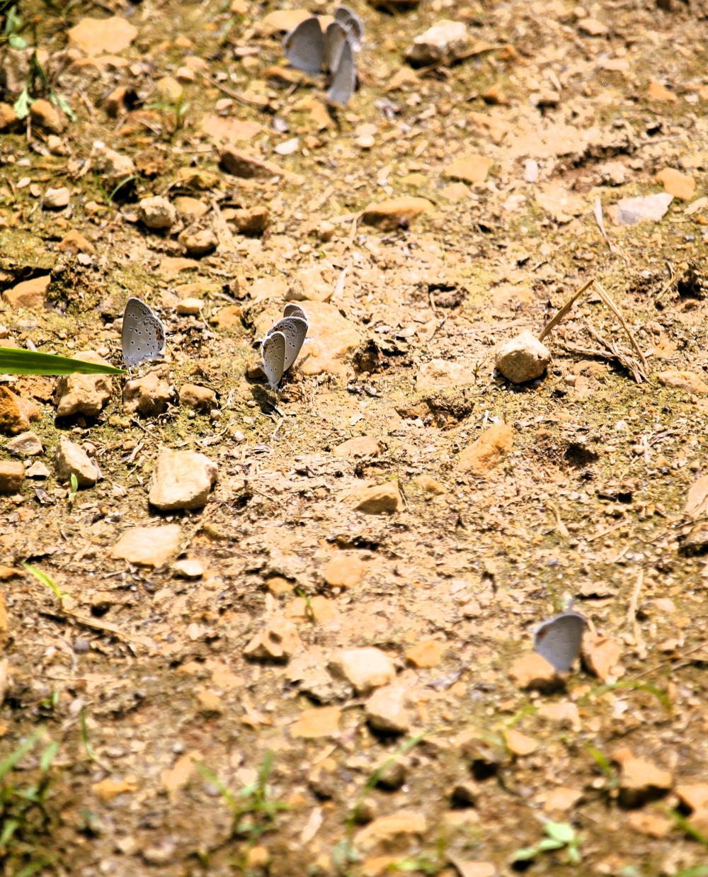2025 butterfly field day held at Fort McCoy for group dedicated to natural resources management, care