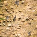 2025 butterfly field day held at Fort McCoy for group dedicated to natural resources management, care