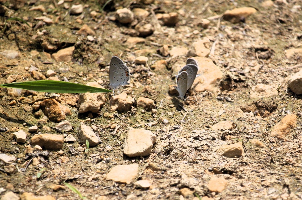 2025 butterfly field day held at Fort McCoy for group dedicated to natural resources management, care