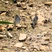 2025 butterfly field day held at Fort McCoy for group dedicated to natural resources management, care