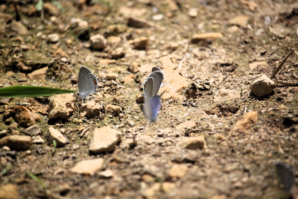 2025 butterfly field day held at Fort McCoy for group dedicated to natural resources management, care