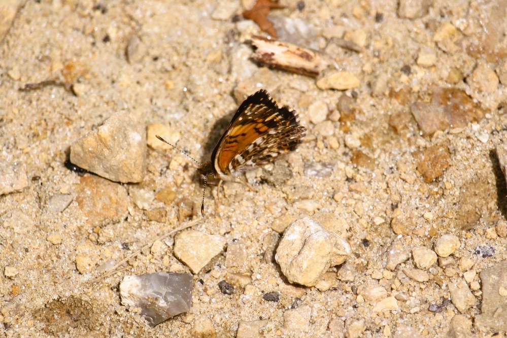 2025 butterfly field day held at Fort McCoy for group dedicated to natural resources management, care