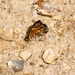 2025 butterfly field day held at Fort McCoy for group dedicated to natural resources management, care