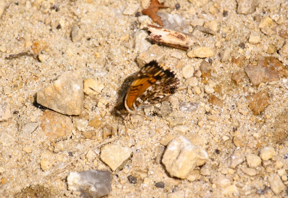 2025 butterfly field day held at Fort McCoy for group dedicated to natural resources management, care