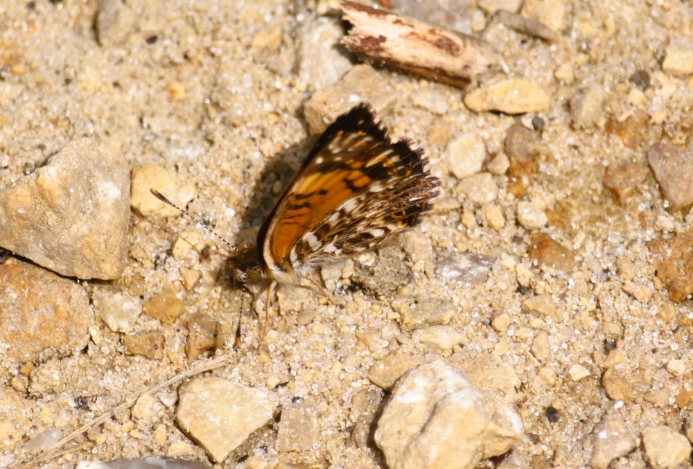2025 butterfly field day held at Fort McCoy for group dedicated to natural resources management, care