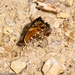 2025 butterfly field day held at Fort McCoy for group dedicated to natural resources management, care