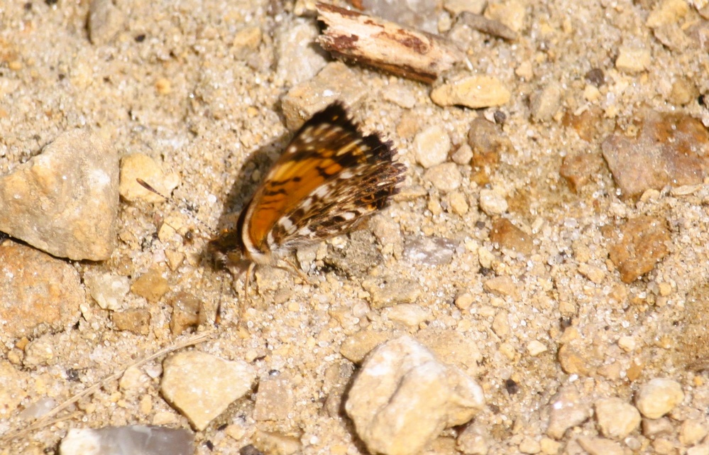 2025 butterfly field day held at Fort McCoy for group dedicated to natural resources management, care