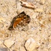 2025 butterfly field day held at Fort McCoy for group dedicated to natural resources management, care