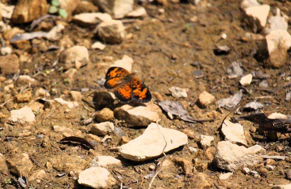 2025 butterfly field day held at Fort McCoy for group dedicated to natural resources management, care