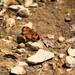 2025 butterfly field day held at Fort McCoy for group dedicated to natural resources management, care