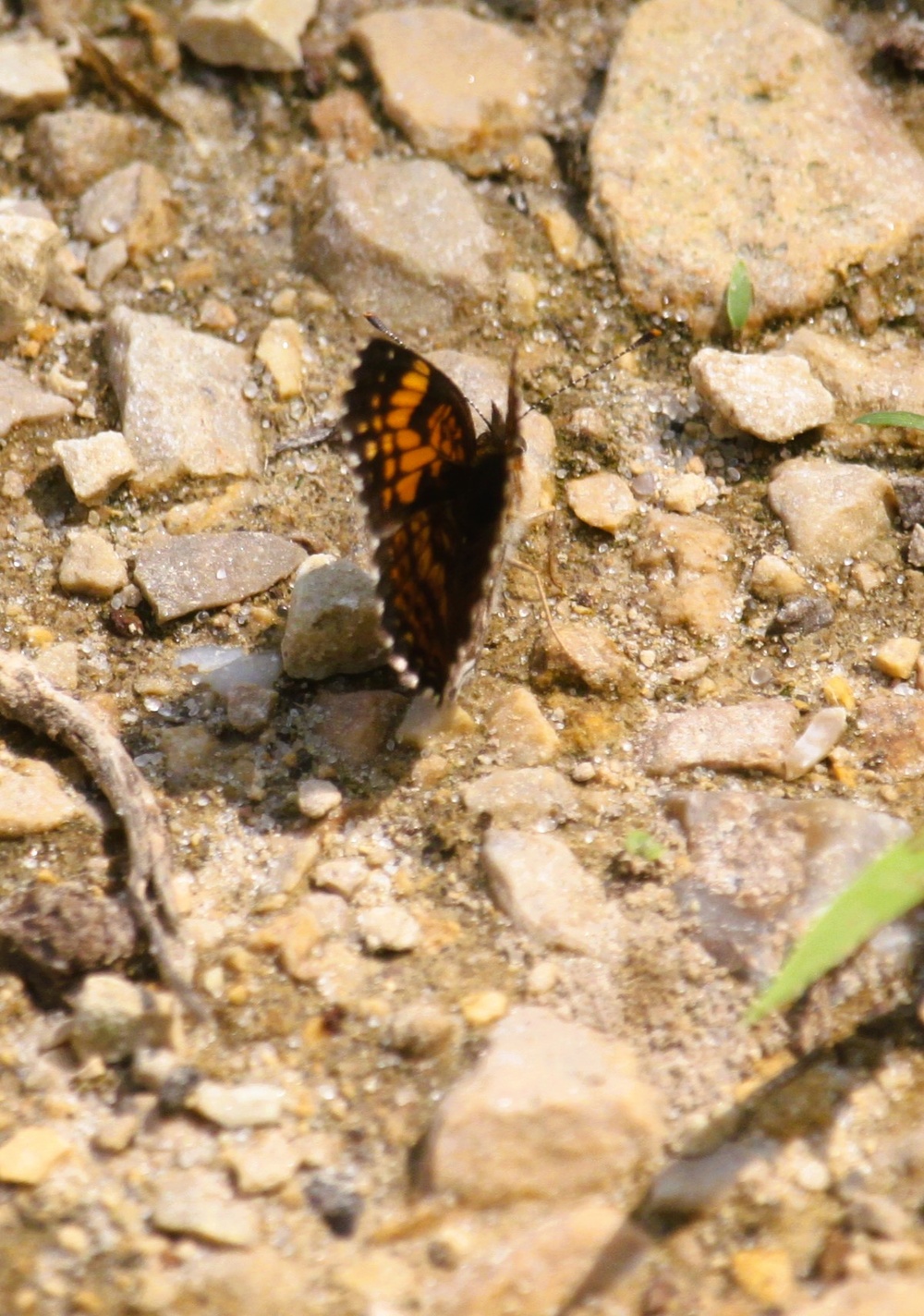2025 butterfly field day held at Fort McCoy for group dedicated to natural resources management, care