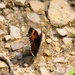 2025 butterfly field day held at Fort McCoy for group dedicated to natural resources management, care