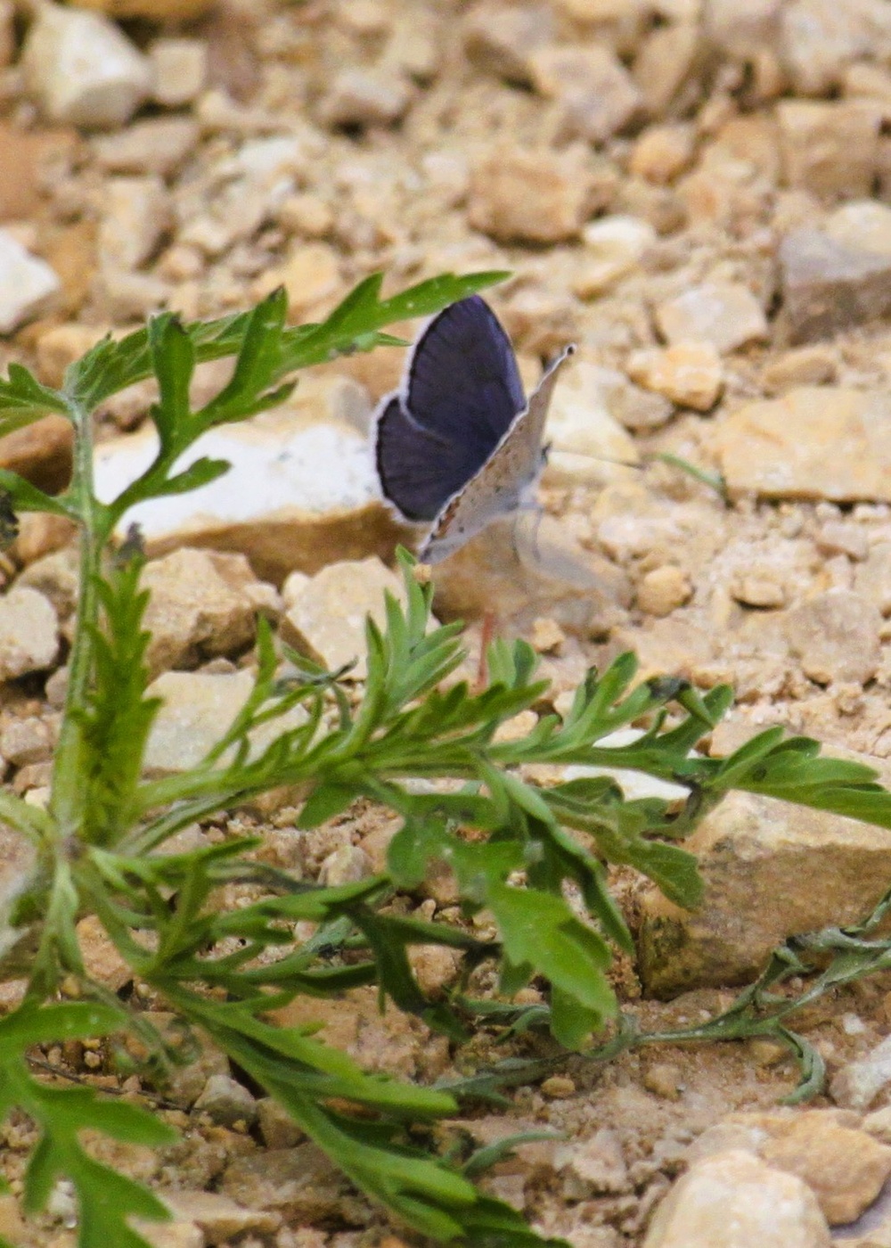 2025 butterfly field day held at Fort McCoy for group dedicated to natural resources management, care