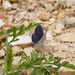 2025 butterfly field day held at Fort McCoy for group dedicated to natural resources management, care
