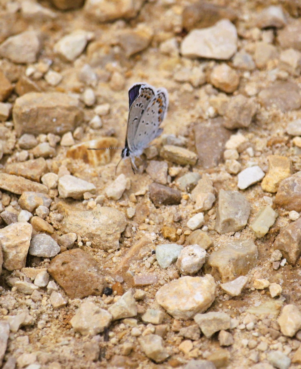 2025 butterfly field day held at Fort McCoy for group dedicated to natural resources management, care