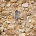 2025 butterfly field day held at Fort McCoy for group dedicated to natural resources management, care