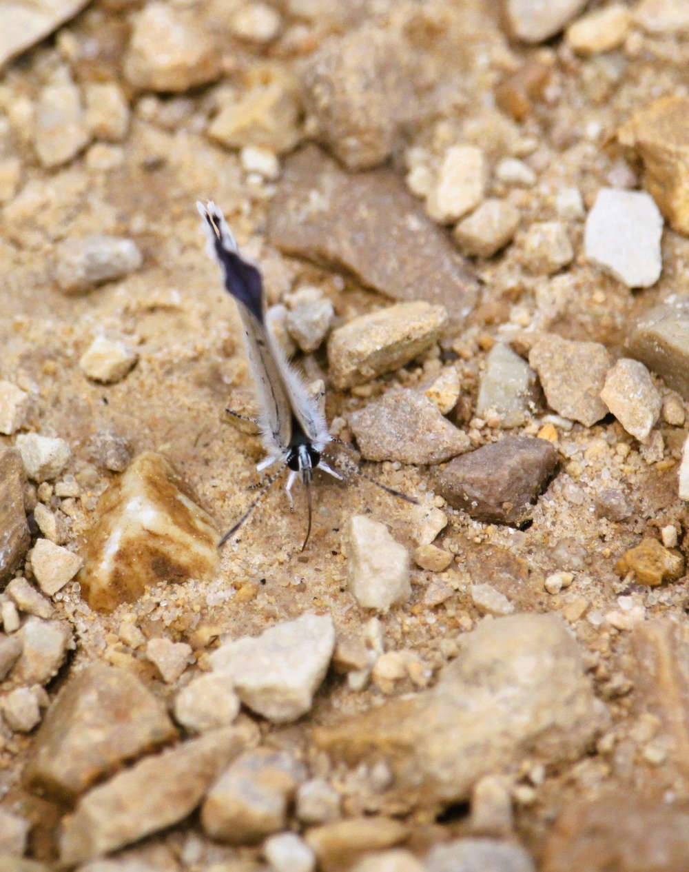 2025 butterfly field day held at Fort McCoy for group dedicated to natural resources management, care