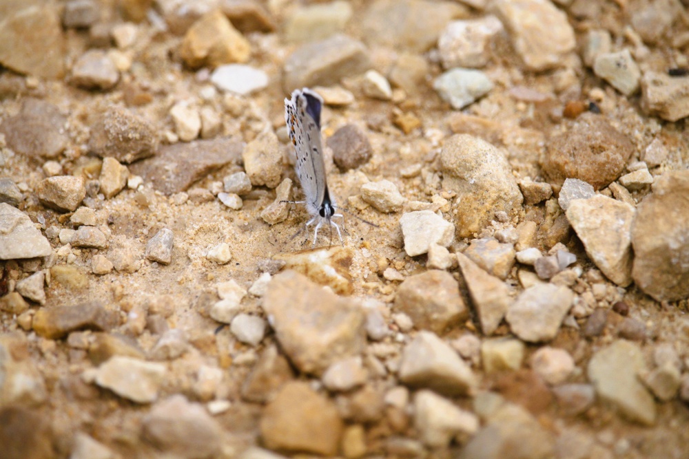 2025 butterfly field day held at Fort McCoy for group dedicated to natural resources management, care