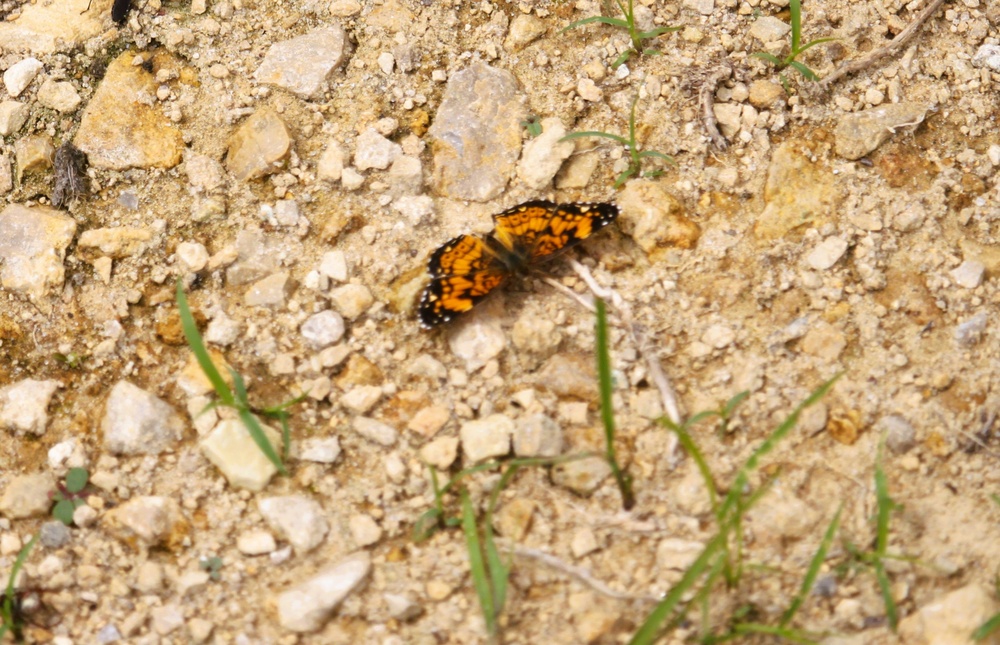 2025 butterfly field day held at Fort McCoy for group dedicated to natural resources management, care