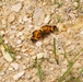 2025 butterfly field day held at Fort McCoy for group dedicated to natural resources management, care