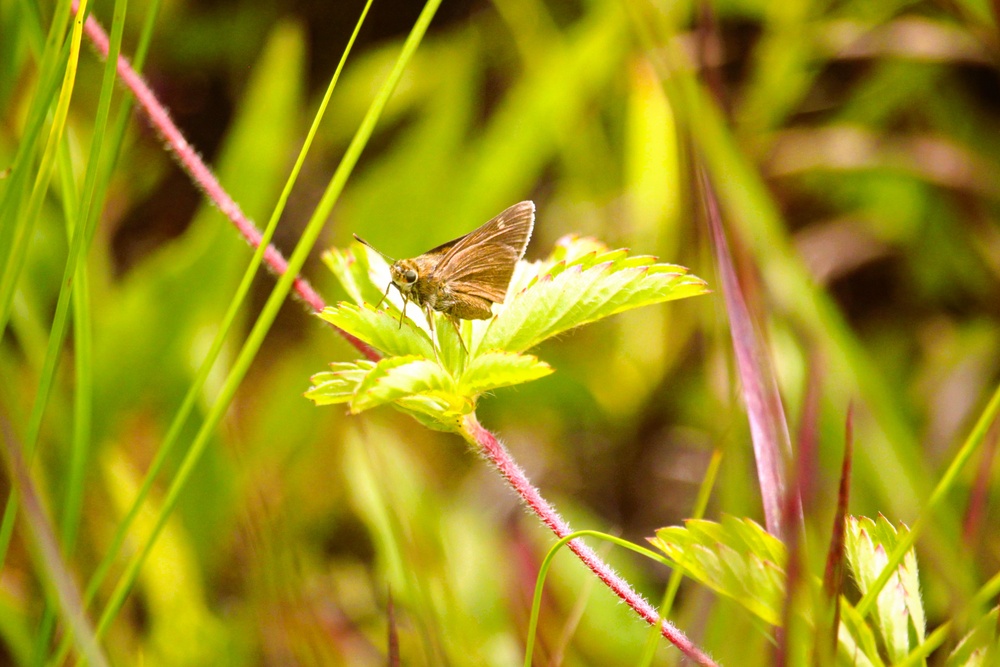 2025 butterfly field day held at Fort McCoy for group dedicated to natural resources management, care