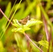 2025 butterfly field day held at Fort McCoy for group dedicated to natural resources management, care