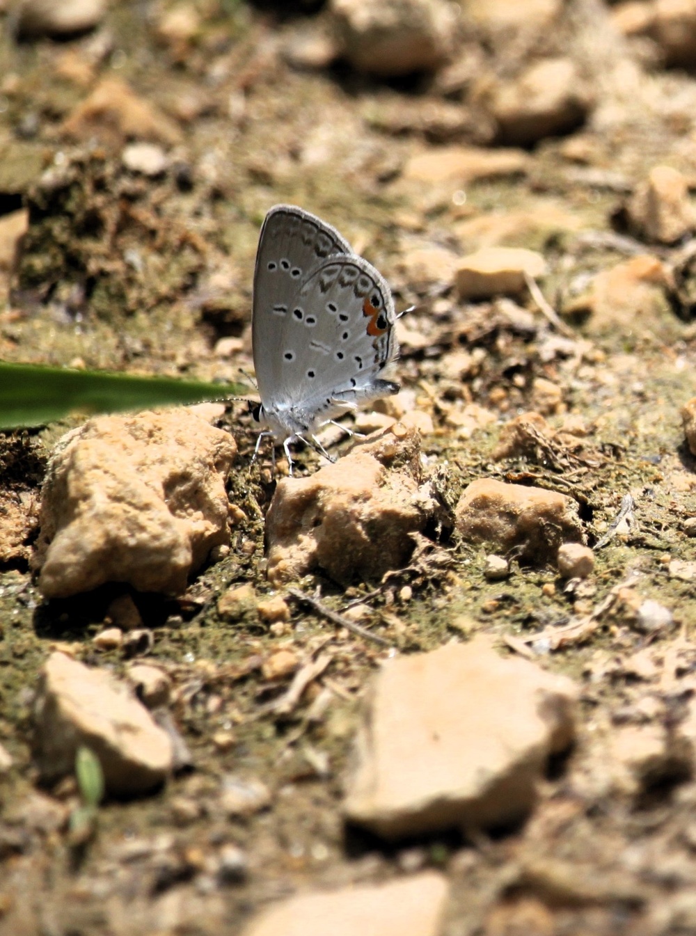 2025 butterfly field day held at Fort McCoy for group dedicated to natural resources management, care