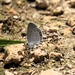 2025 butterfly field day held at Fort McCoy for group dedicated to natural resources management, care