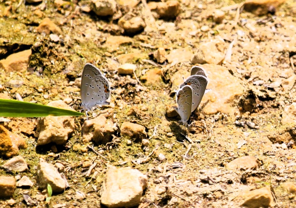 2025 butterfly field day held at Fort McCoy for group dedicated to natural resources management, care