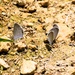 2025 butterfly field day held at Fort McCoy for group dedicated to natural resources management, care