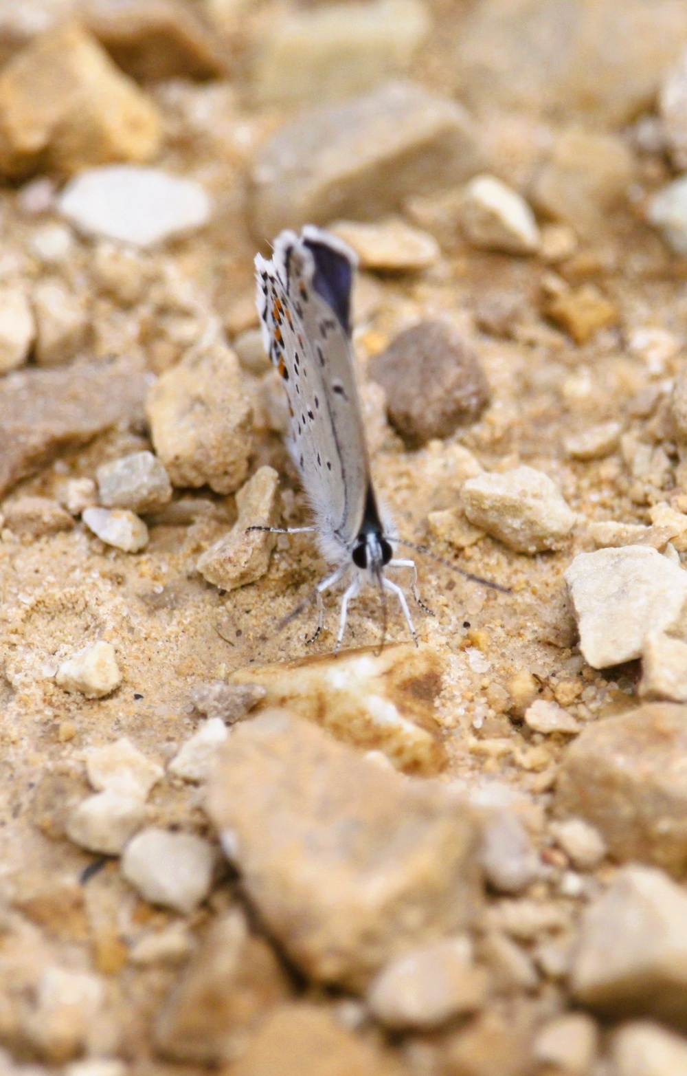 2025 butterfly field day held at Fort McCoy for group dedicated to natural resources management, care