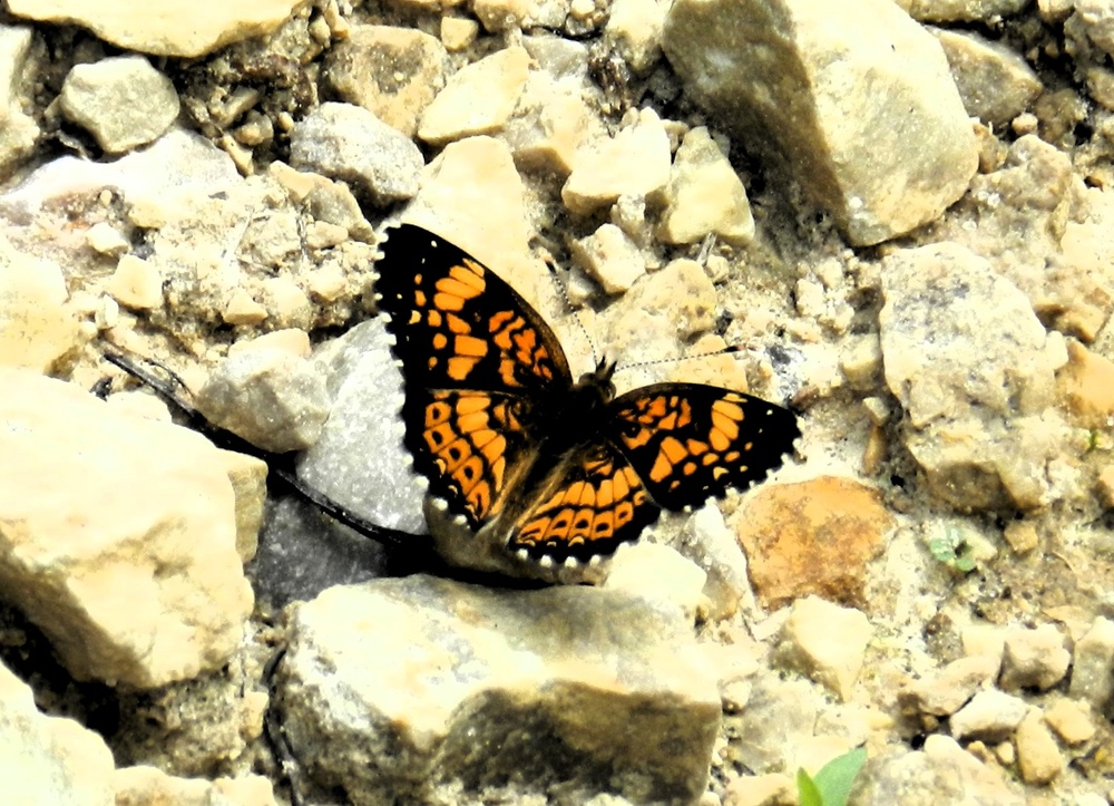 2025 butterfly field day held at Fort McCoy for group dedicated to natural resources management, care