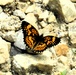 2025 butterfly field day held at Fort McCoy for group dedicated to natural resources management, care