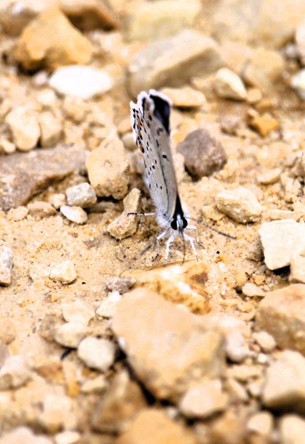 2025 butterfly field day held at Fort McCoy for group dedicated to natural resources management, care