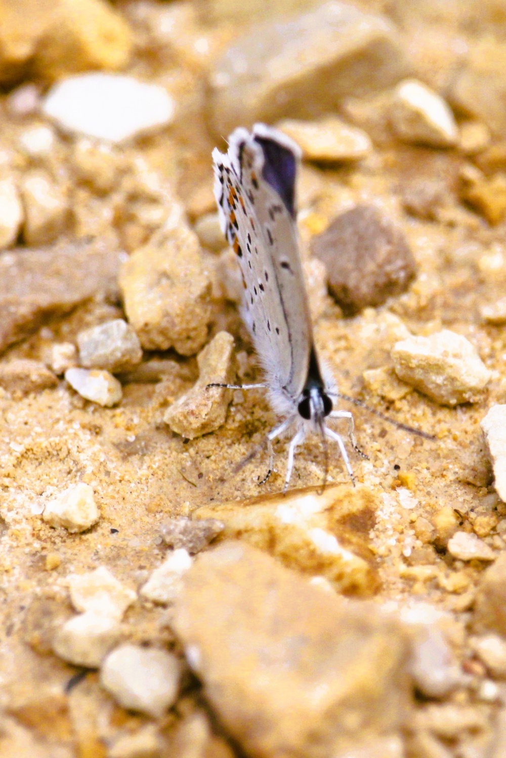 2025 butterfly field day held at Fort McCoy for group dedicated to natural resources management, care