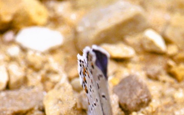 Karner Blue thrives throughout Fort McCoy; efforts continue to support endangered butterfly