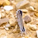 2025 butterfly field day held at Fort McCoy for group dedicated to natural resources management, care