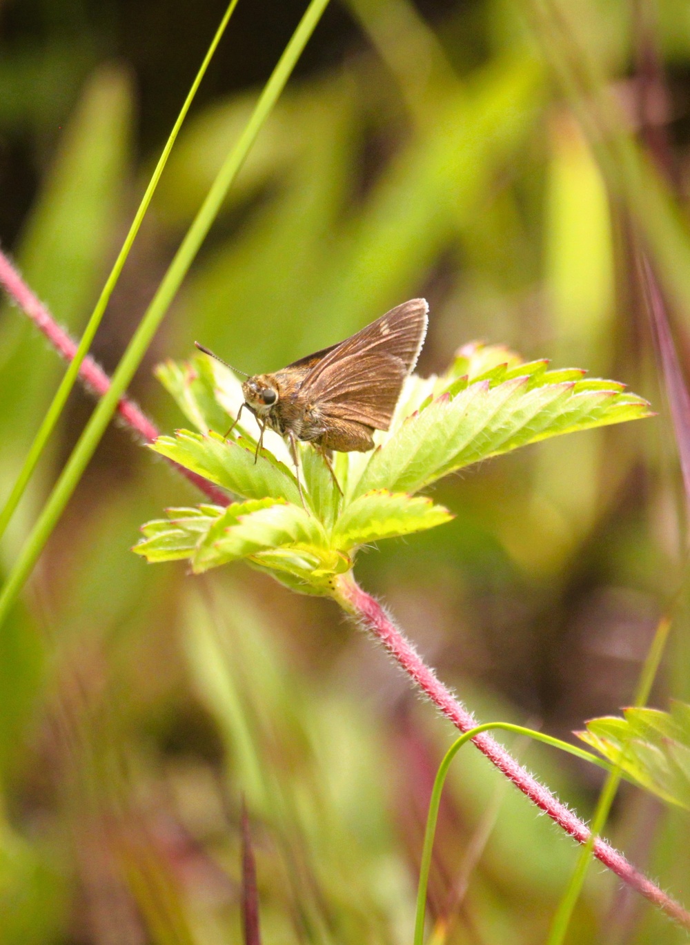 2025 butterfly field day held at Fort McCoy for group dedicated to natural resources management, care