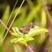 2025 butterfly field day held at Fort McCoy for group dedicated to natural resources management, care