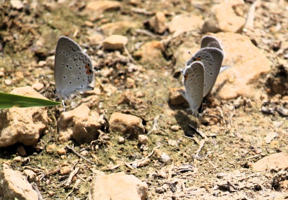 2025 butterfly field day held at Fort McCoy for group dedicated to natural resources management, care