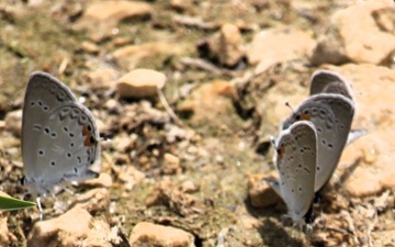 2025 butterfly field day held at Fort McCoy for group dedicated to natural resources management, care