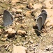 2025 butterfly field day held at Fort McCoy for group dedicated to natural resources management, care