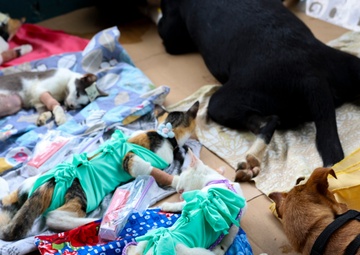 CP25 Vet Site in Limón