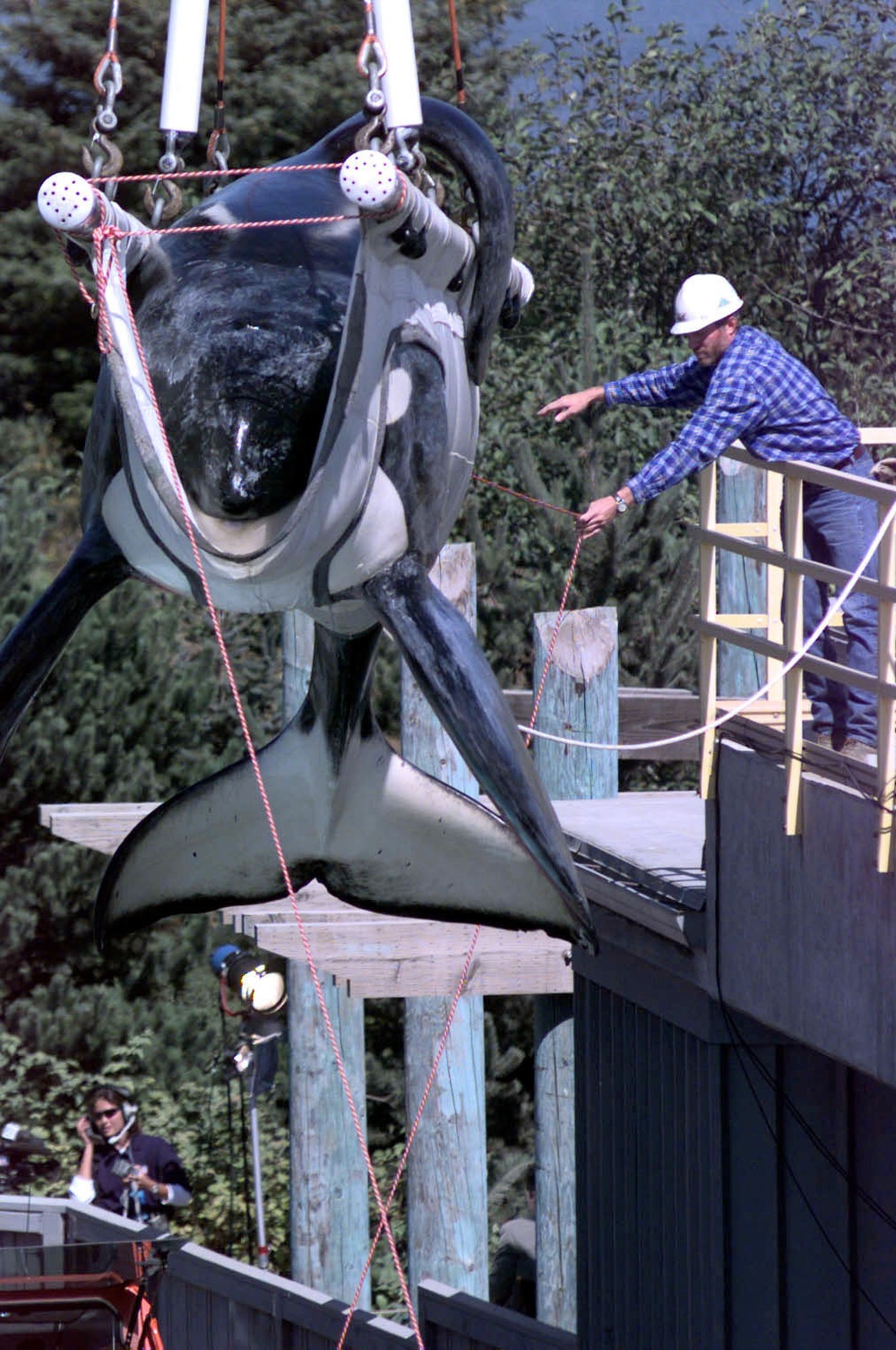 Keiko, the killer whale, is loaded into a specially made transport tank.