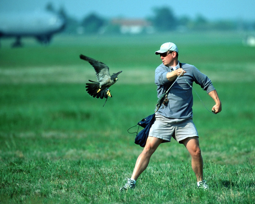 Falconer Reid Erickson prepares to release Olympia for a bird clearance flight at McGuire Air Force Base, N.J.