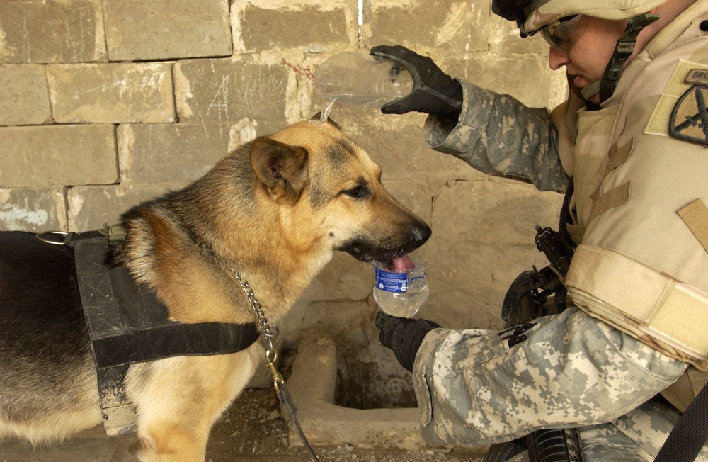 U.S. Army Staff Sgt. Scott McCollum gives his dog Rocky a drink of water.