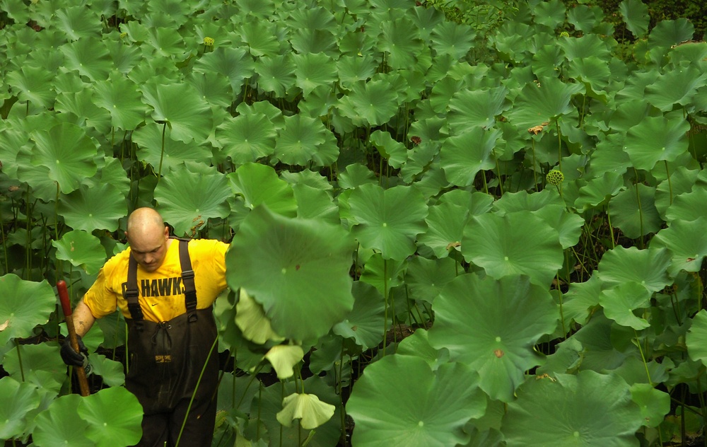 U.S. Navy Petty Officer 1st Class Tim Darnell wades through lily pads.
