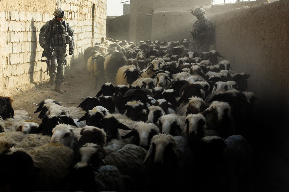 U.S. Army soldiers watch as a flock of sheep moves past them.
